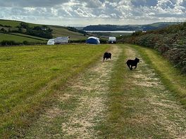 Walkies
