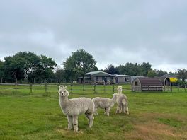 Alpacas