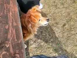 Doggo