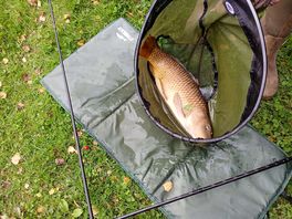 Great carp available in pools