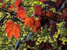 I love the colour contrast