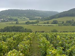 Surrounding vineyards