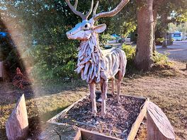 Welcome deer