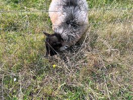 Rare breed friendly fluffer
