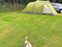 Dog friendly