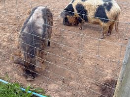 Piggies