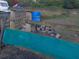 Friendly neighbours!!