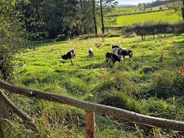 Field beside yurt