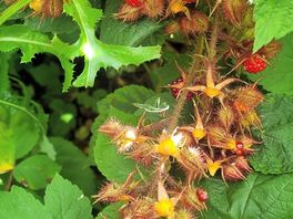 Rasberry bushes surround you and keep the wasps away