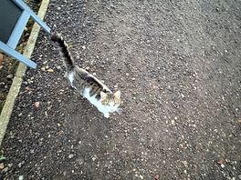 Site kittie