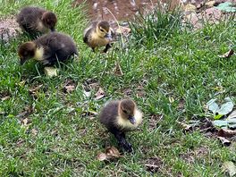 More ducks