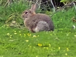 Rabbits