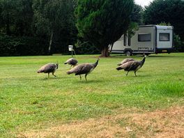 Friendly neighbours