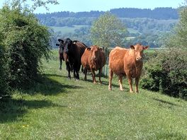 Cows