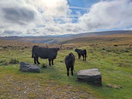 Cows