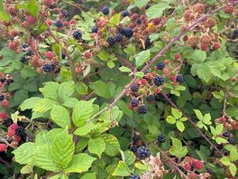 Fresh berries