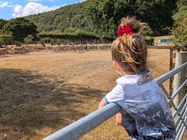 Sheep