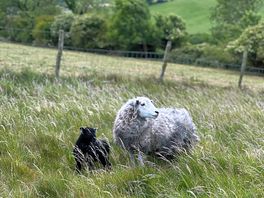 Owner’s sheep