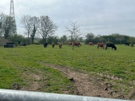 Friendly wildlife.
