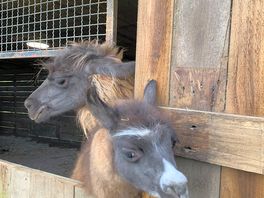 Donkeys