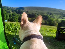 The dog looking for the sheep he could hear