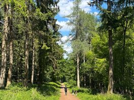 Forest walk