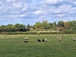 Sheep