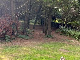 Woods