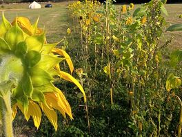 Morning sunflower
