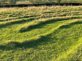 The dog walking field/ maze