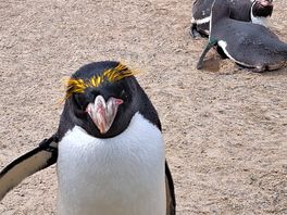 Lovely penguin