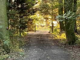 Forrest