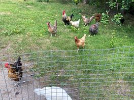 Even had chickens