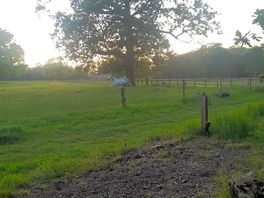 The view