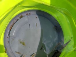 Some of the fish caught then put them back