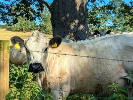 Neighbours