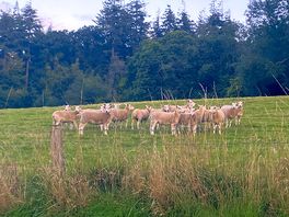 Sheep in field next to site