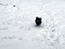 Connie running round the dog field