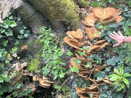 Fallen tree with massive plate fungus