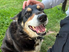 One of the owners 4 dogs