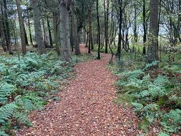 Woodland walk