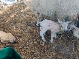 Born just as we arrived.