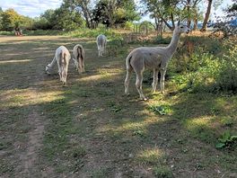 Adorable alpacas