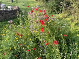 Wild flowers