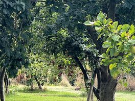 Rabbit in the fruit trees