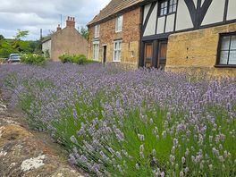 Lavender plants