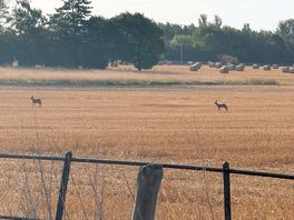 More deer