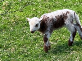 Sheep