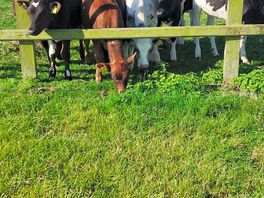 Cows at work