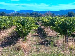 Vines